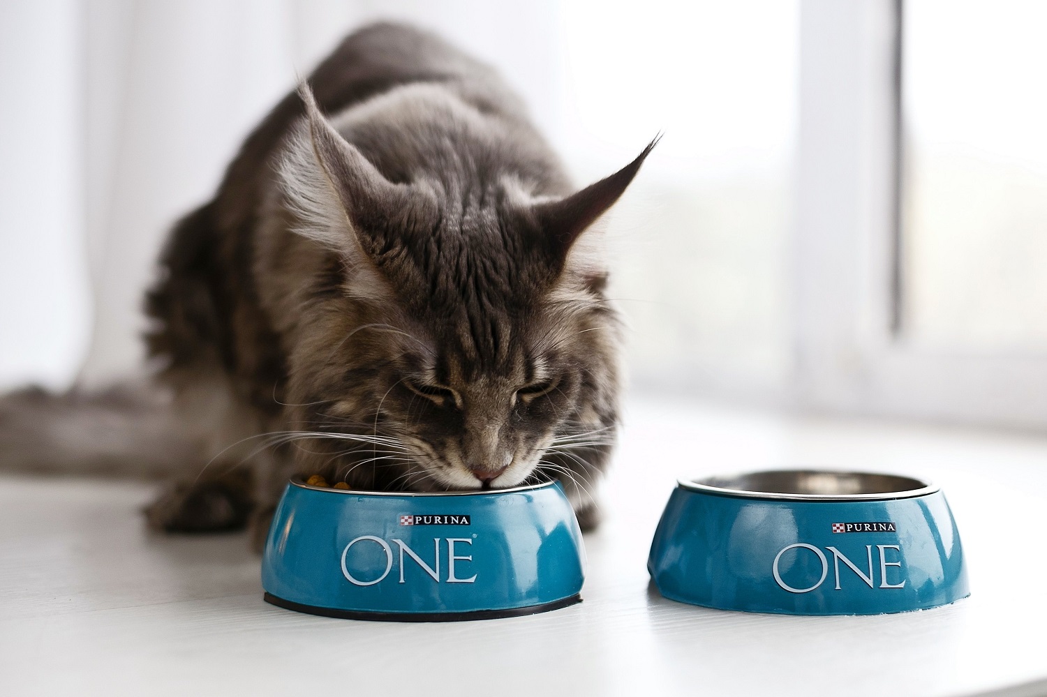 Сухой корм Purina ONE для домашних кошек с индейкой и цельными злаками, пакет, 1,5 кг