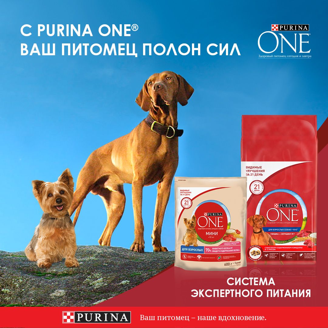 Влажный корм Purina ONE Мини Чувствительное пищеварение для взрослых собак мелких пород с чувствительным пищеварением, с лососем, рисом и морковью в подливе, пауч, 26х85 г