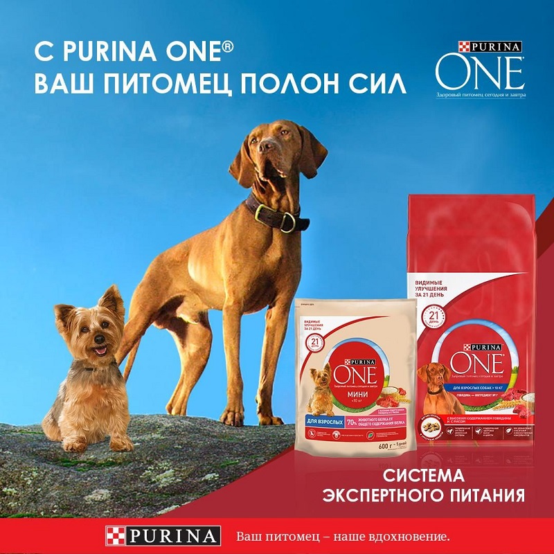 Влажный корм Purina ONE МИНИ Активная для взрослых собак мелких пород с активным образом жизни, с уткой, пастой и зеленой фасолью в подливе, пауч, 26х85 г
